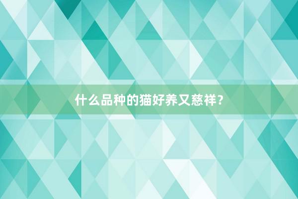 什么品种的猫好养又慈祥？