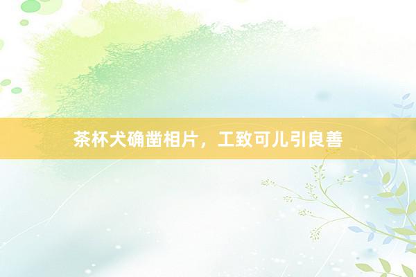 茶杯犬确凿相片，工致可儿引良善